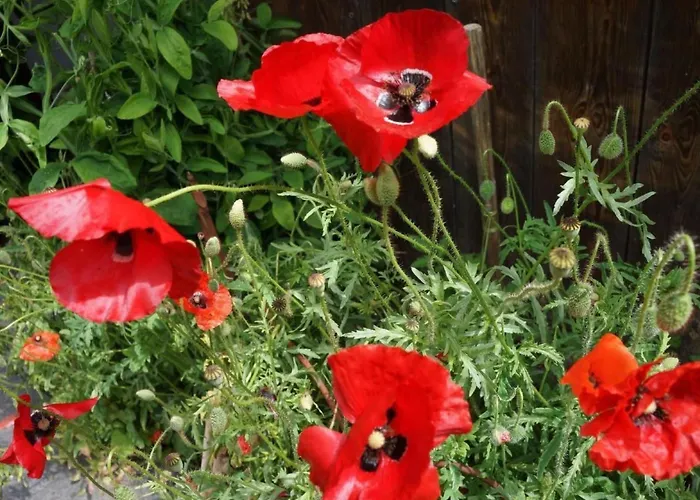 Darioli By Interhome * Innertkirchen