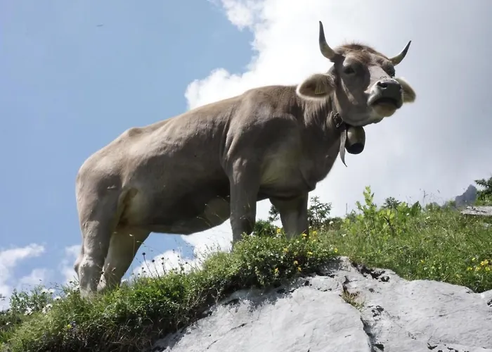 Darioli By Interhome *