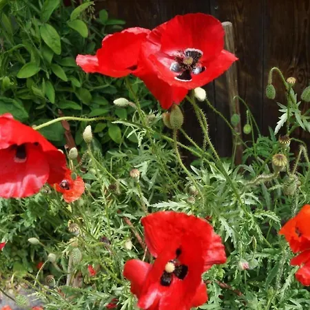 Darioli By Interhome * Innertkirchen