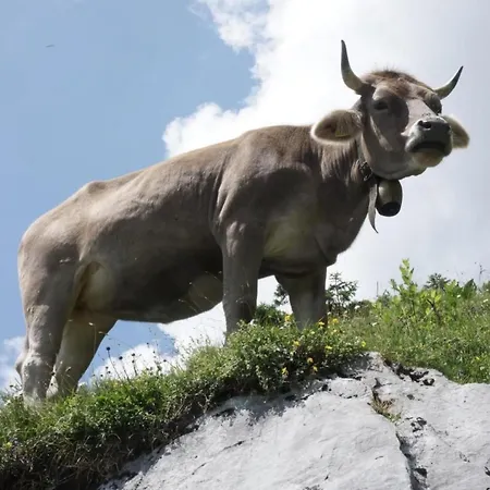 Darioli By Interhome *